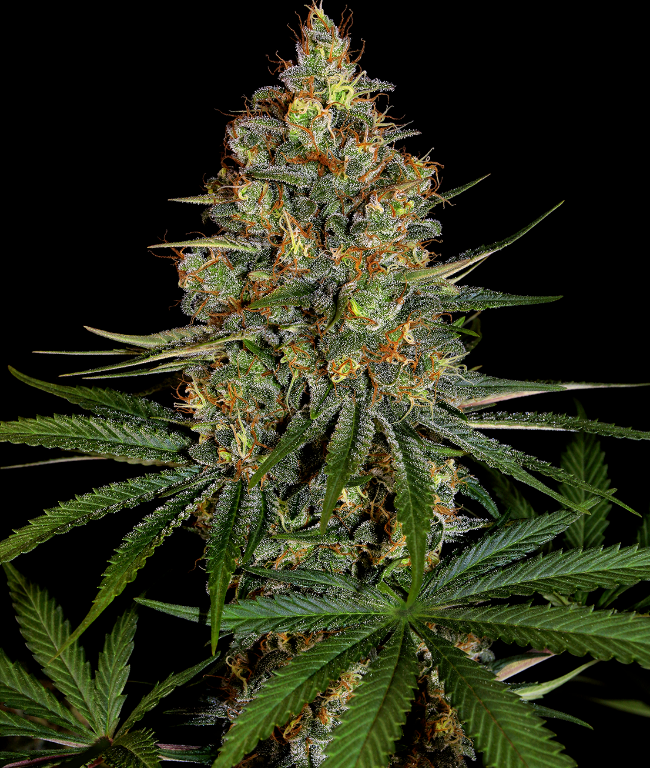 NYC Diesel Feminisierte (Weed Seed Shop) – offizielles Produktbild