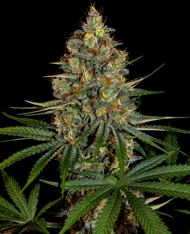NYC Diesel Feminisierte (Weed Seed Shop) – offizielles Produktbild