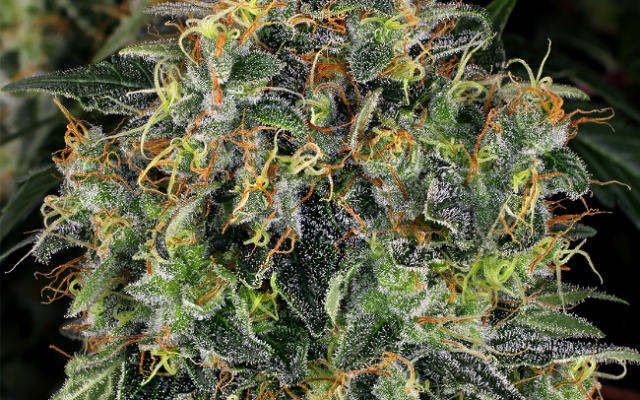 Top 44 Feminisierte (Weed Seed Shop) – offizielles Produktbild