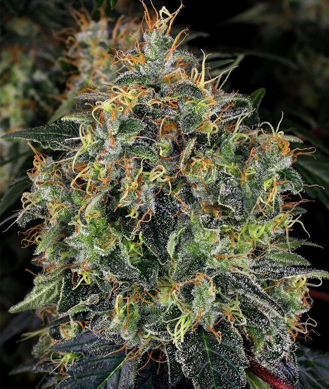 Top 44 Feminisierte (Weed Seed Shop) – offizielles Produktbild