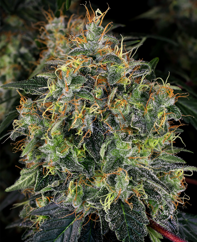 Top 44 Feminisierte (Weed Seed Shop) – offizielles Produktbild