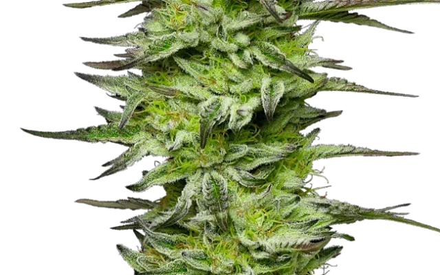 Amnesia Jelly Automatic (Sensi Seeds) – Pflanze