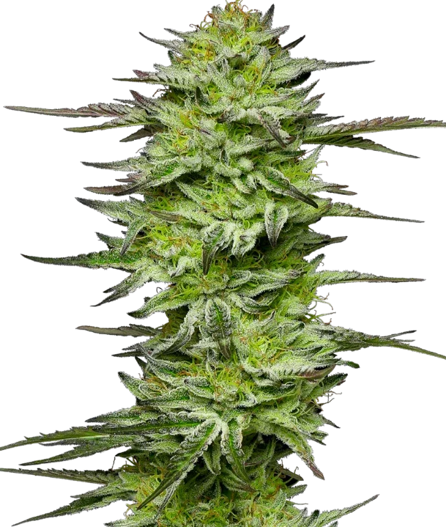 Amnesia Jelly Automatic (Sensi Seeds) – Pflanze