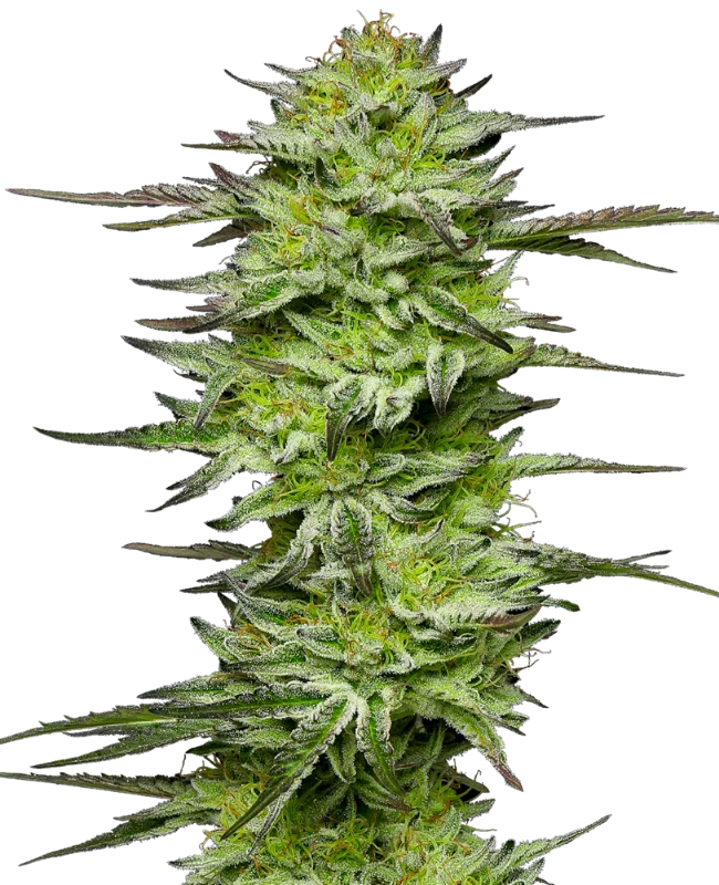 Amnesia Jelly Automatic (Sensi Seeds) – Pflanze