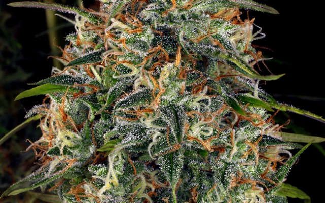 WSS Skunk Feminisierte (Weed Seed Shop) – offizielles Produktbild