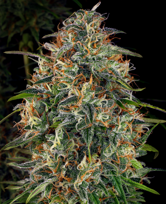 WSS Skunk Feminisierte (Weed Seed Shop) – offizielles Produktbild
