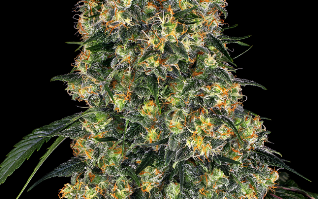 Amnesia Feminisierte (Weed Seed Shop) – offizielles Produktbild