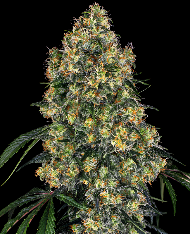 Amnesia Feminisierte (Weed Seed Shop) – offizielles Produktbild