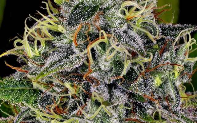 White Widow Feminisierte (Weed Seed Shop) – offizielles Produktbild