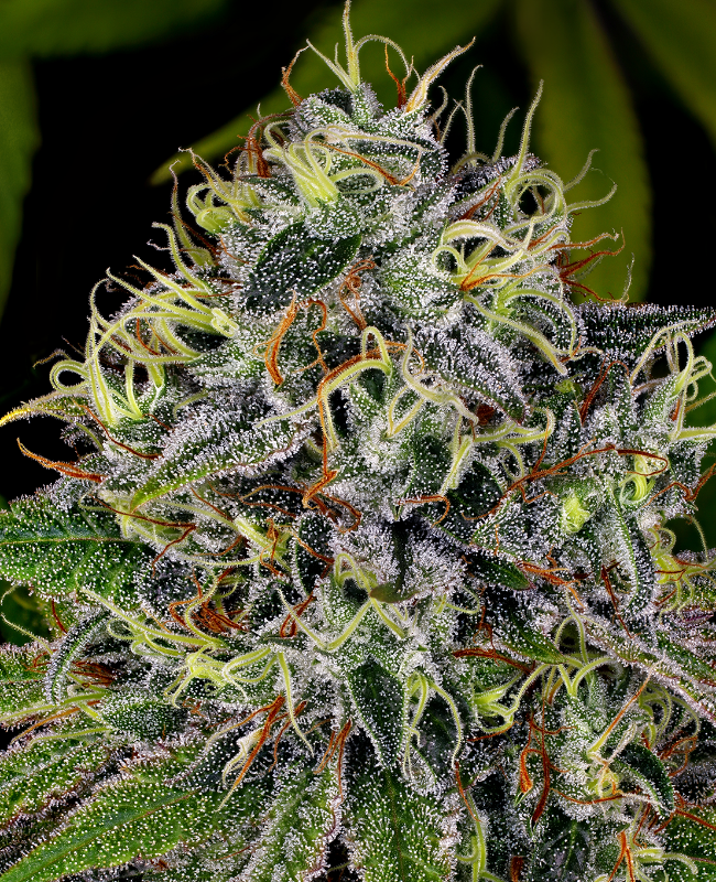 White Widow Feminisierte (Weed Seed Shop) – offizielles Produktbild