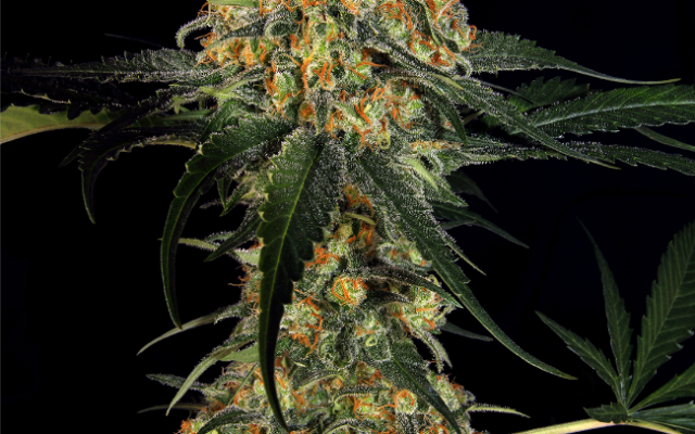 Super Skunk Feminisierte (Weed Seed Shop) – offizielles Produktbild