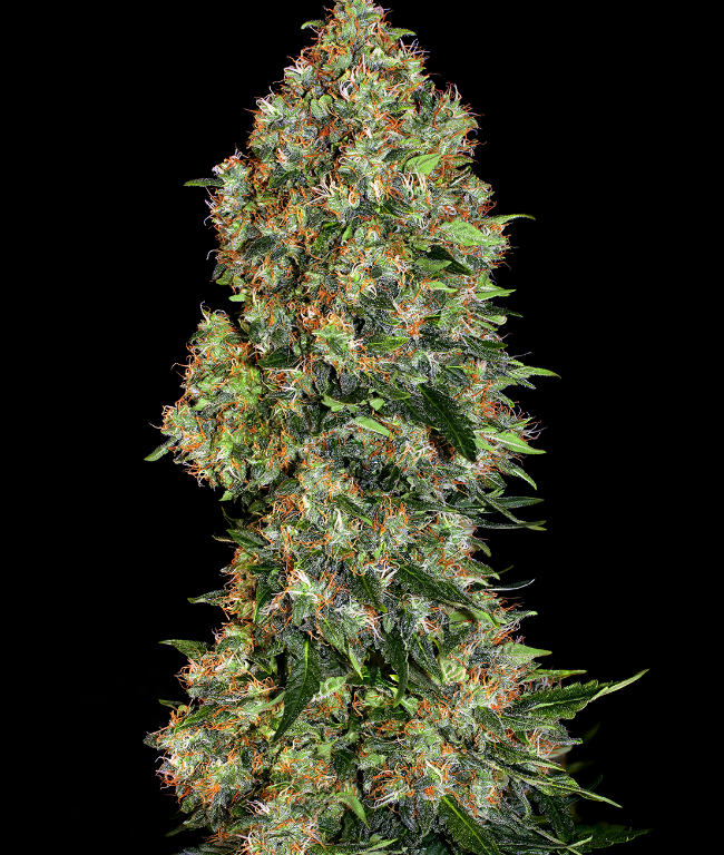 Skunk #1 Feminized (Weed Seed Shop) – Herstellerbild
