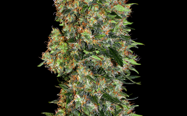 Skunk #1 Feminisierte (Weed Seed Shop) – offizielles Produktbild