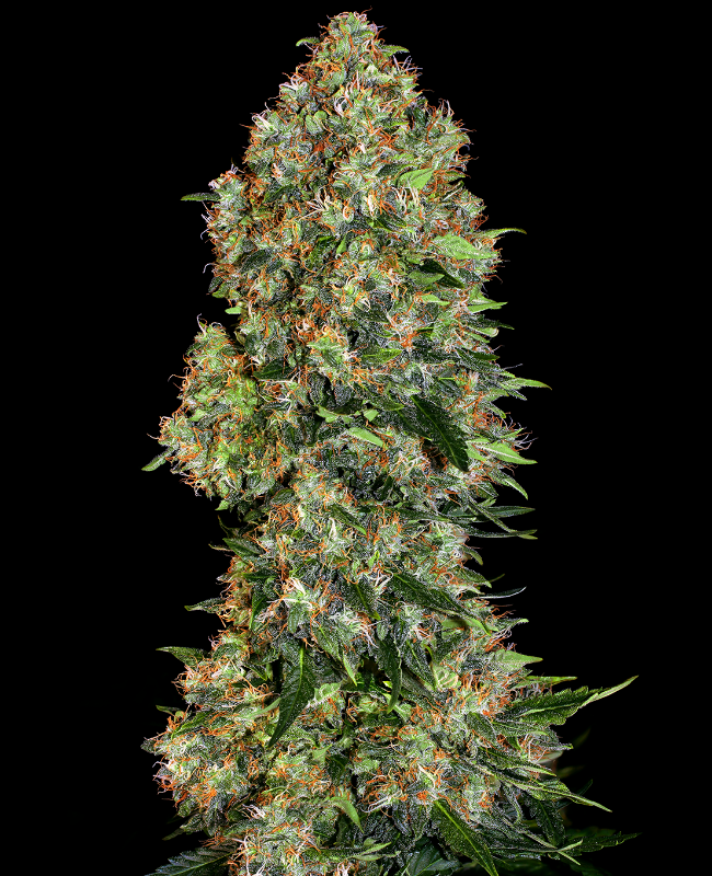 Skunk #1 Feminisierte (Weed Seed Shop) – offizielles Produktbild