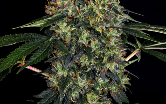 Indoor Mix Feminisierte (Weed Seed Shop) – offizielles Produktbild