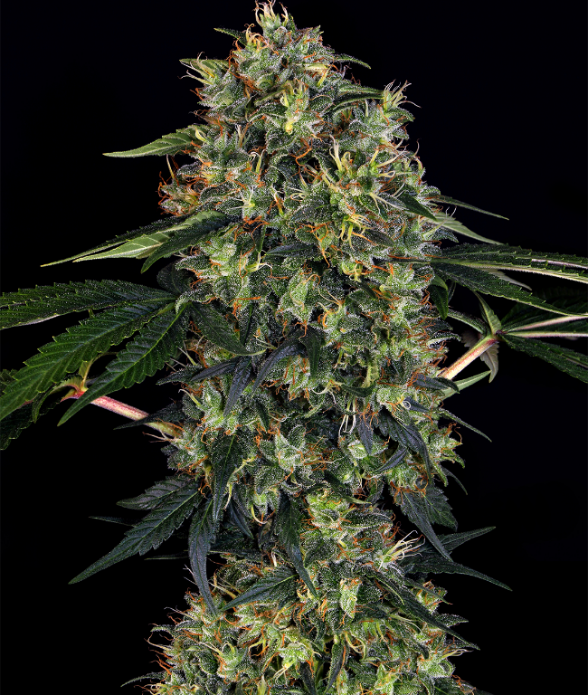 Indoor Mix Feminisierte (Weed Seed Shop) – offizielles Produktbild