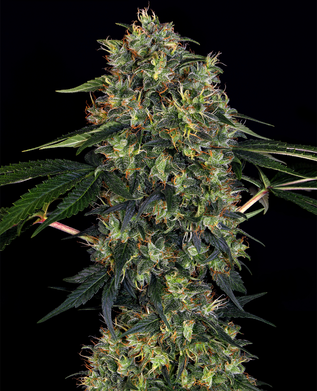 Indoor Mix Feminisierte (Weed Seed Shop) – offizielles Produktbild