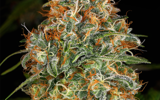K-Train Feminisierte (Weed Seed Shop) – offizielles Produktbild