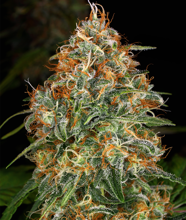 K-Train Feminisierte (Weed Seed Shop) – offizielles Produktbild