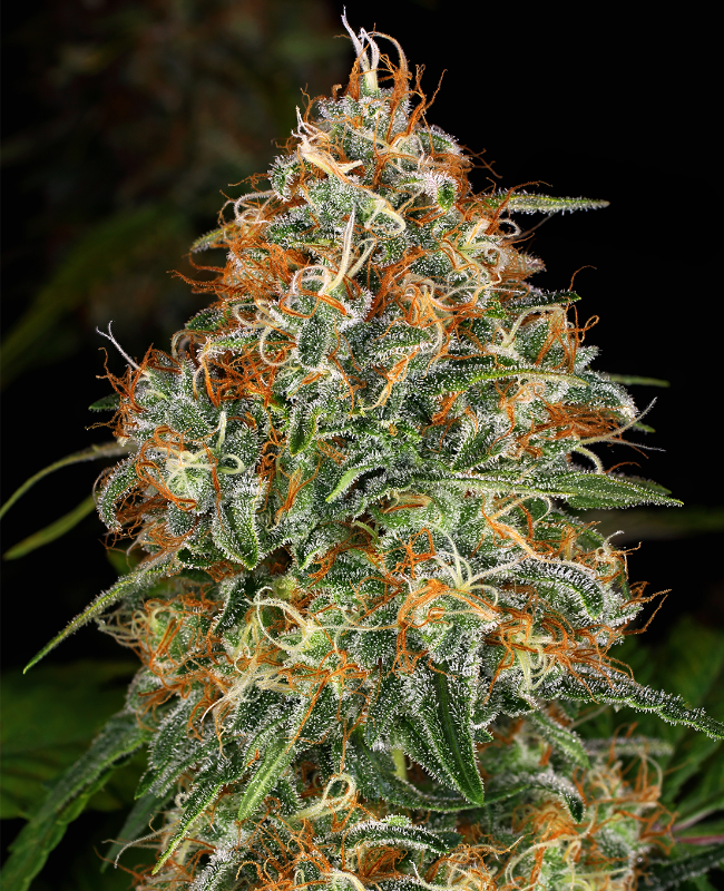 K-Train Feminisierte (Weed Seed Shop) – offizielles Produktbild