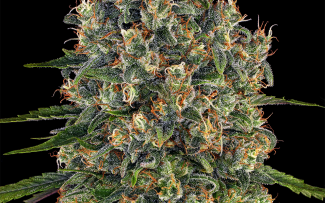Super Cheese Feminisierte (Weed Seed Shop) – offizielles Produktbild