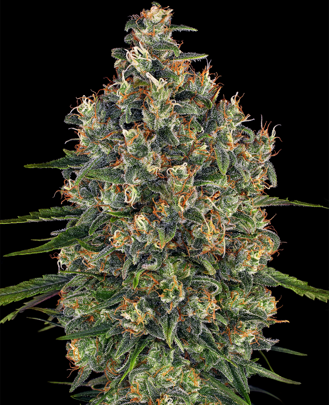 Super Cheese Feminisierte (Weed Seed Shop) – offizielles Produktbild