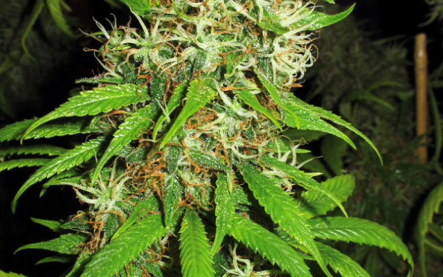 Super Silver Cheese Feminisierte (Weed Seed Shop) – offizielles Produktbild