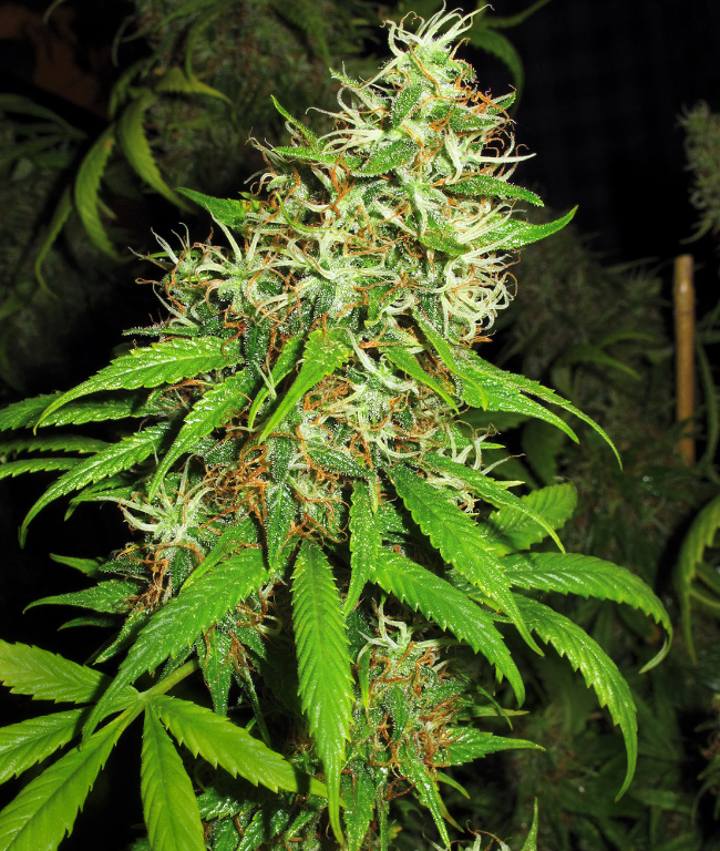 Super Silver Cheese Feminisierte (Weed Seed Shop) – offizielles Produktbild