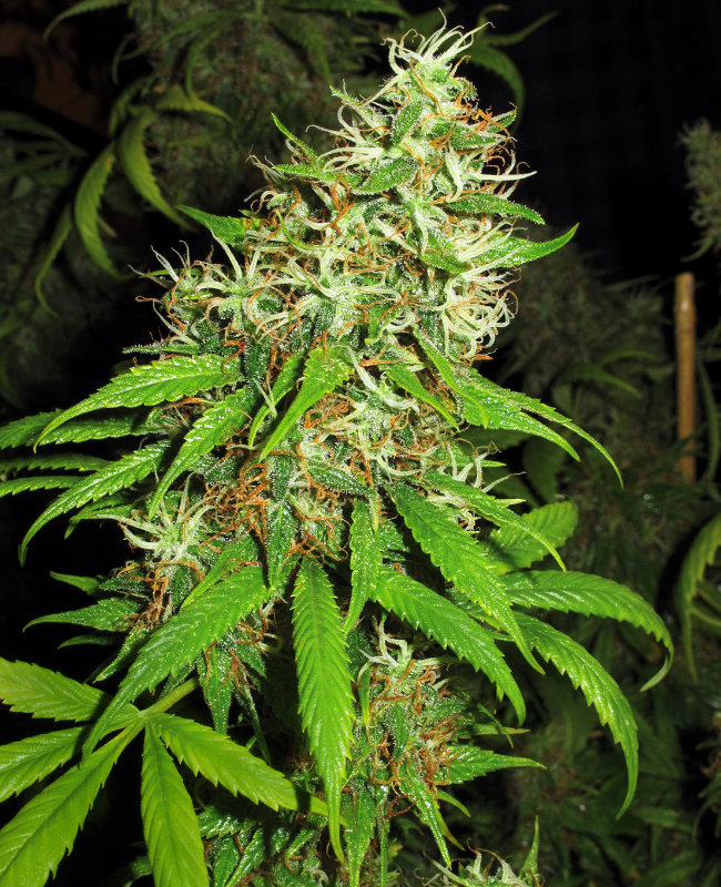 Super Silver Cheese Feminisierte (Weed Seed Shop) – offizielles Produktbild