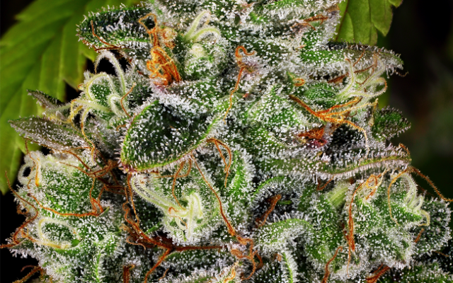Crystal Reguläre (Weed Seed Shop) – offizielles Produktbild