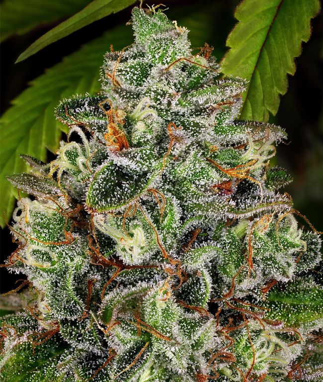 Crystal Reguläre (Weed Seed Shop) – offizielles Produktbild