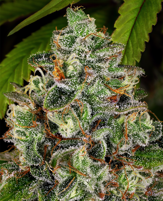 Crystal Reguläre (Weed Seed Shop) – offizielles Produktbild
