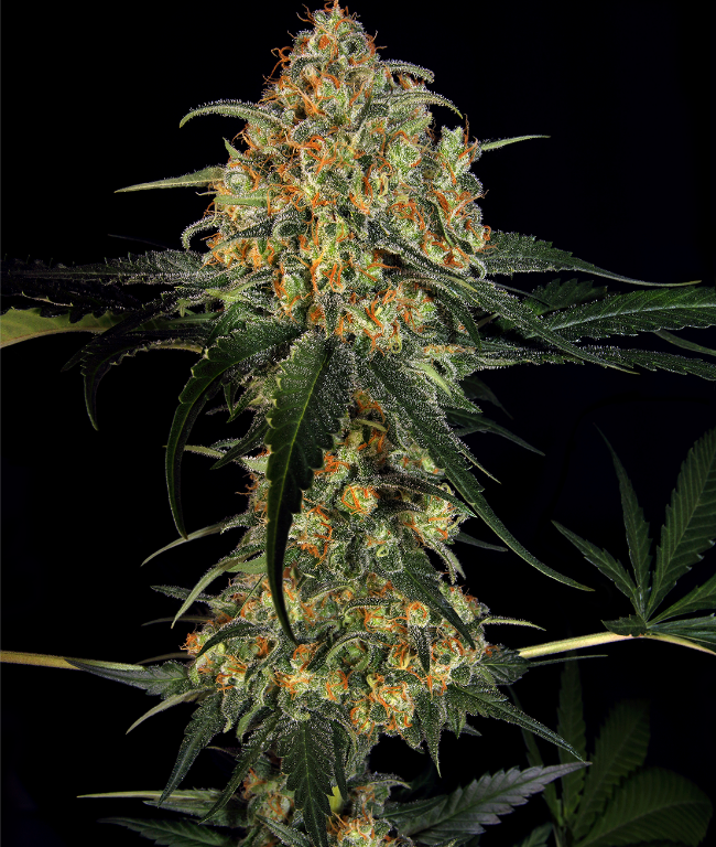 Super Skunk (Weed Seed Shop) – offizielles Produktbild