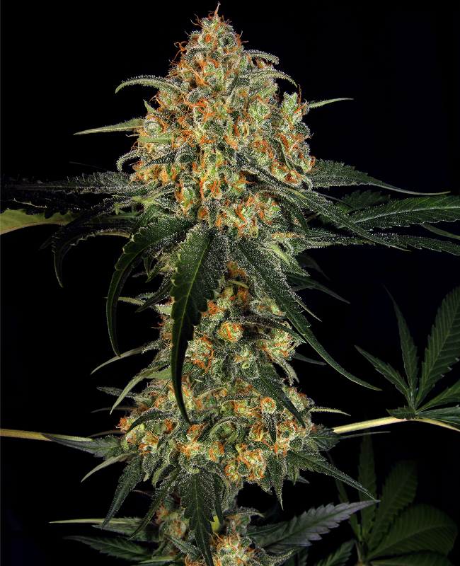 Super Skunk (Weed Seed Shop) – offizielles Produktbild