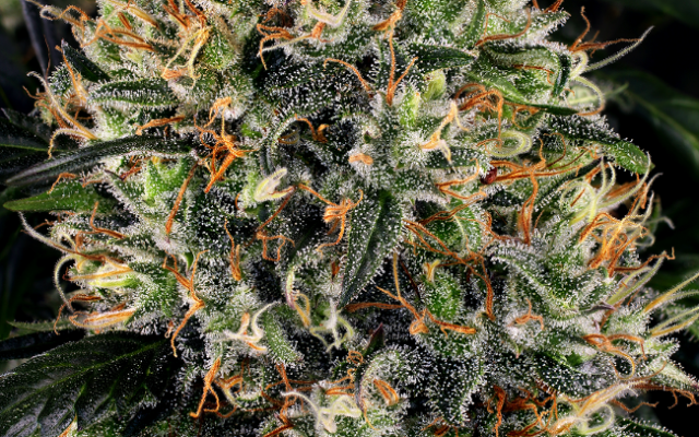 White Widow Reguläre (Weed Seed Shop) – offizielles Produktbild
