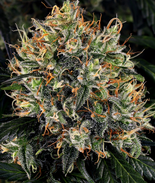 White Widow Reguläre (Weed Seed Shop) – offizielles Produktbild