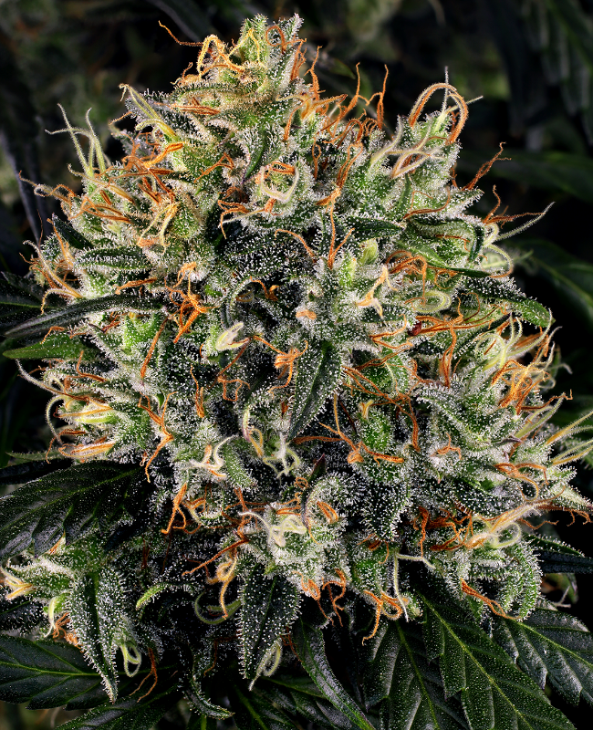 White Widow Reguläre (Weed Seed Shop) – offizielles Produktbild