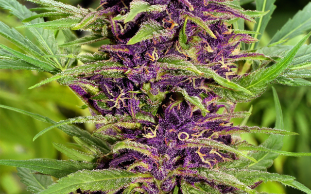 New Purple Power Reguläre (Weed Seed Shop) – offizielles Produktbild