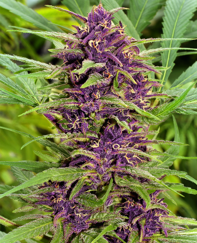 New Purple Power Reguläre (Weed Seed Shop) – offizielles Produktbild