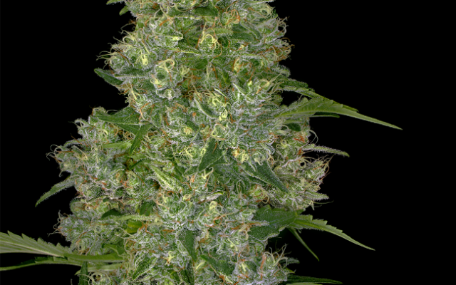 Swiss Miss Reguläre (Weed Seed Shop) – offizielles Produktbild