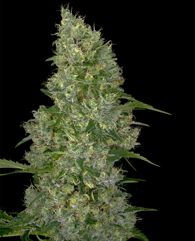 Swiss Miss Reguläre (Weed Seed Shop) – offizielles Produktbild