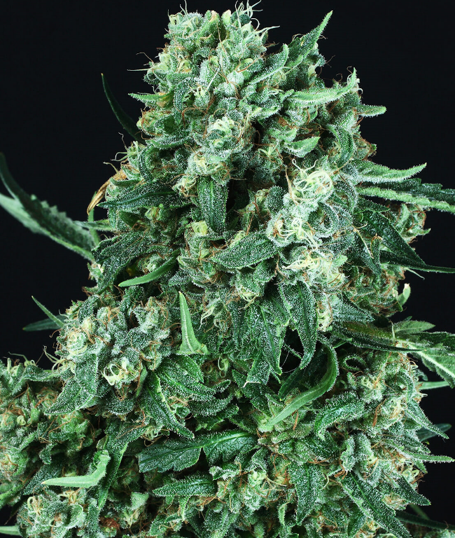 OG Kush Feminisierte (Weed Seed Shop) – offizielles Produktbild