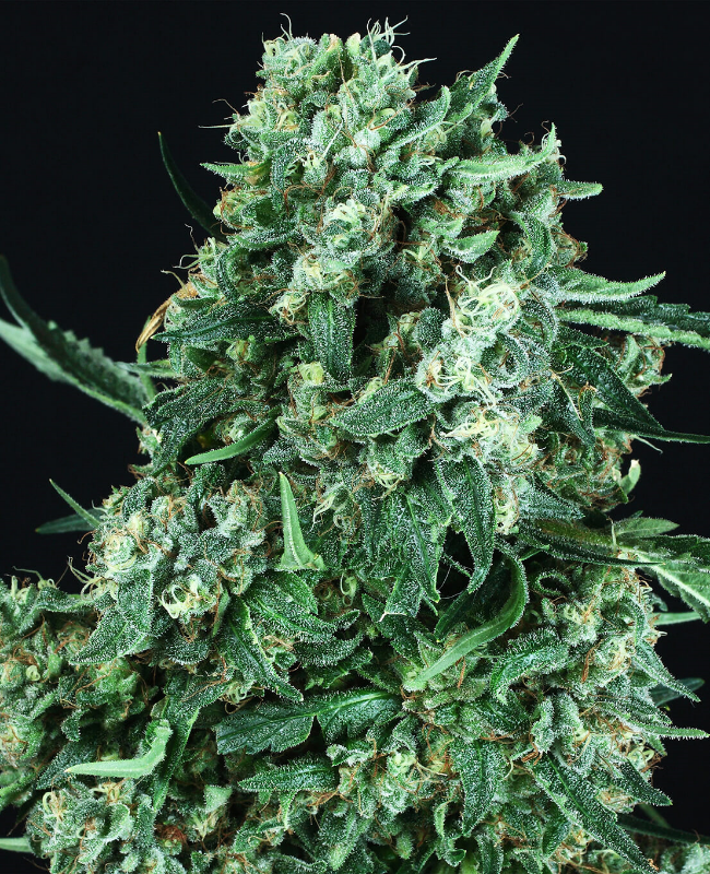 OG Kush Feminisierte (Weed Seed Shop) – offizielles Produktbild