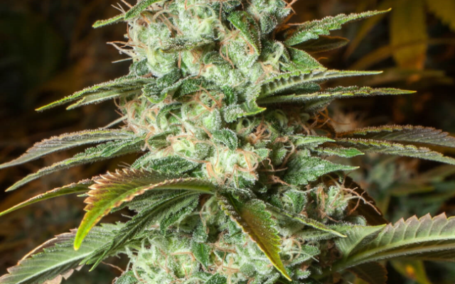 Diesel CBD Feminisierte (Weed Seed Shop) – offizielles Produktbild