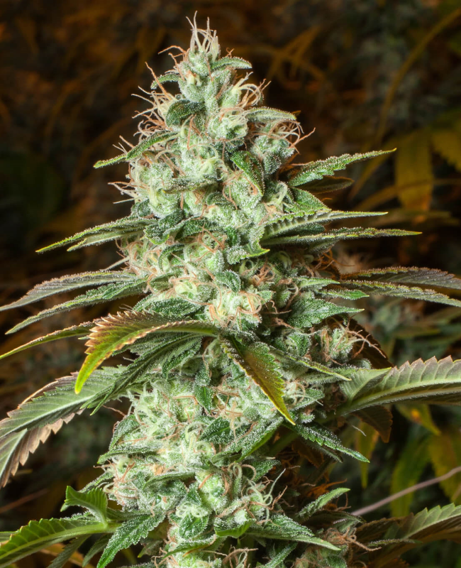 Diesel CBD Feminisierte (Weed Seed Shop) – offizielles Produktbild