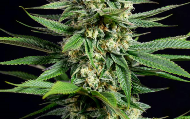 Kush CBD Feminisierte (Weed Seed Shop) – offizielles Produktbild
