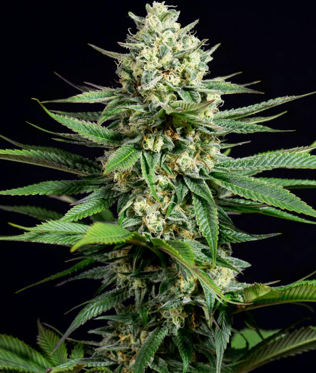 Kush CBD Feminisierte (Weed Seed Shop) – offizielles Produktbild