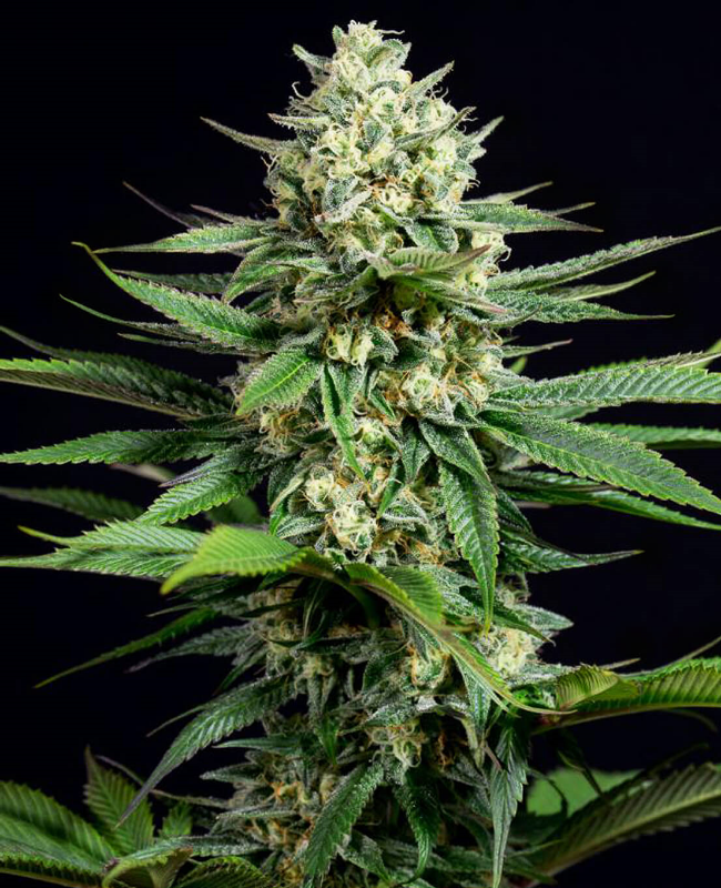 Kush CBD Feminisierte (Weed Seed Shop) – offizielles Produktbild