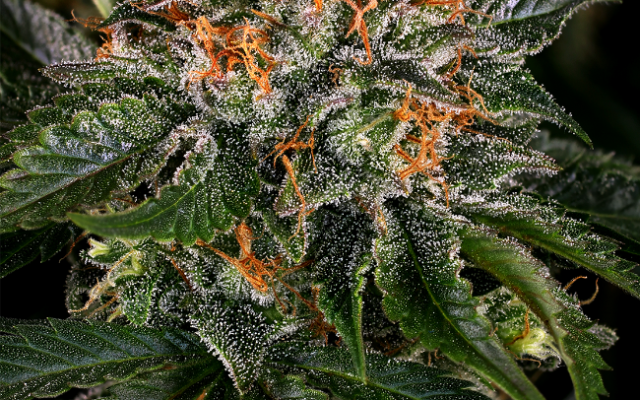 Critical Kush Feminisierte (Weed Seed Shop) – offizielles Produktbild