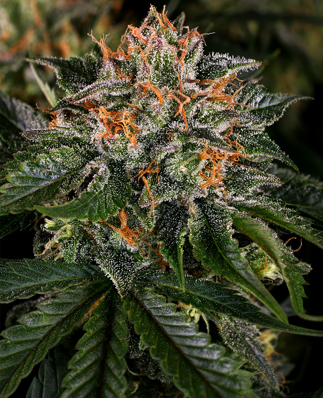 Critical Kush Feminisierte (Weed Seed Shop) – offizielles Produktbild